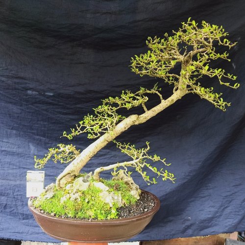Belanja BONSAI - Bonsai Hokianti Large 07
